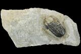 Detailed Gerastos Trilobite Fossil - Morocco #134062-2